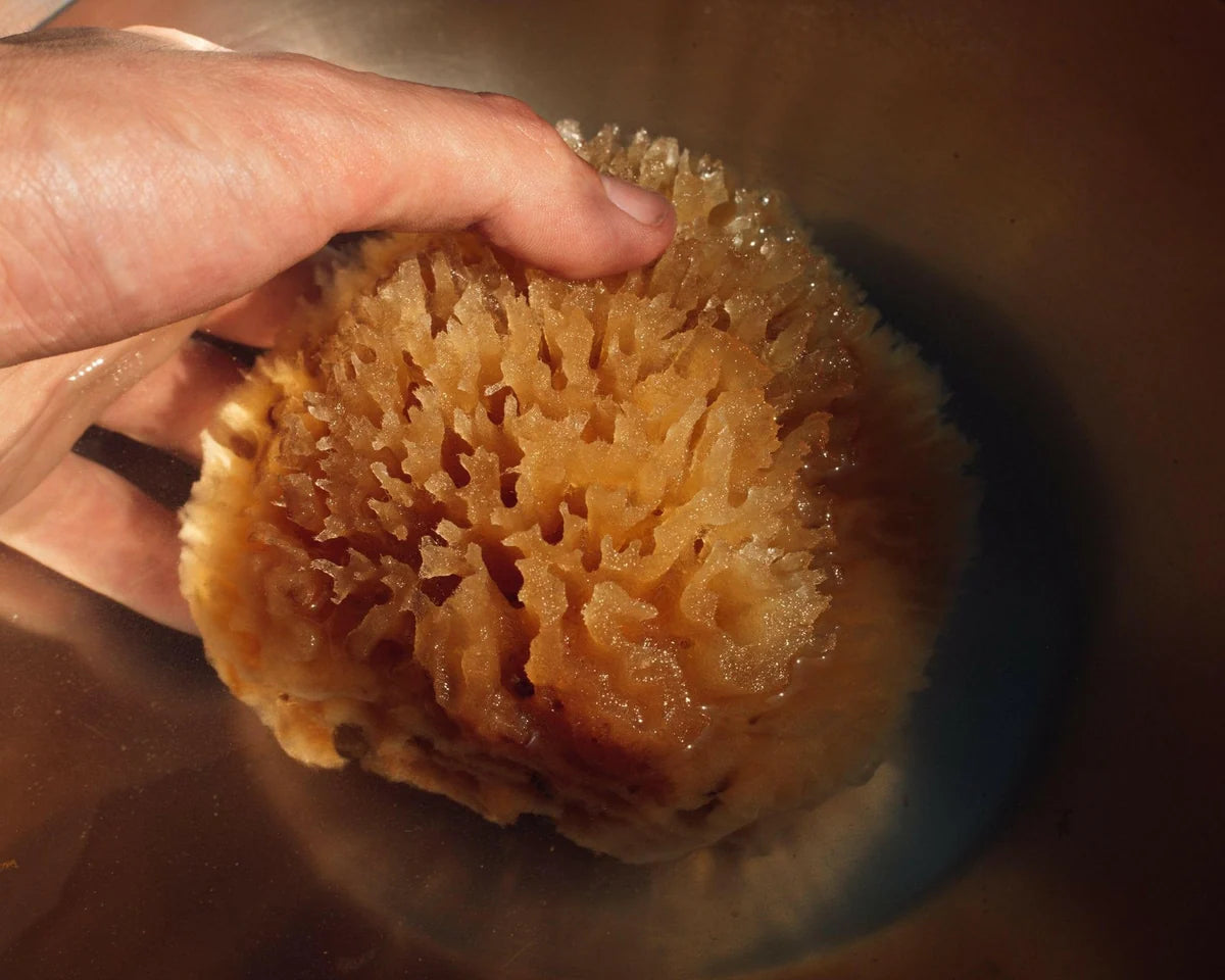 Sea Sponge